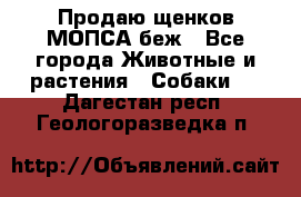 Продаю щенков МОПСА беж - Все города Животные и растения » Собаки   . Дагестан респ.,Геологоразведка п.